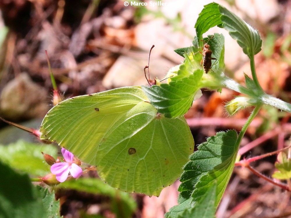 Gonepteryx rhamni e suo mimetismo